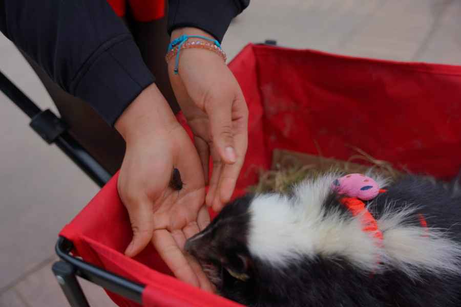 Familias celebran el Día del Amor y la Amistad en el Zoológico de Nuevo Laredo, Tamaulipas