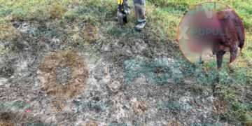 Felino salvaje vuelve a atacar a animales de ejidos cercanos a Ciudad Victoria