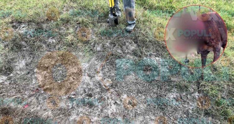 Felino salvaje vuelve a atacar a animales de ejidos cercanos a Ciudad Victoria