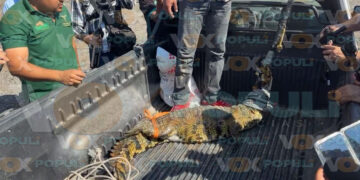 Hallan a cocodrilo en el Ejido El Olmo, en Tamaulipas autoridades fueron al lugar