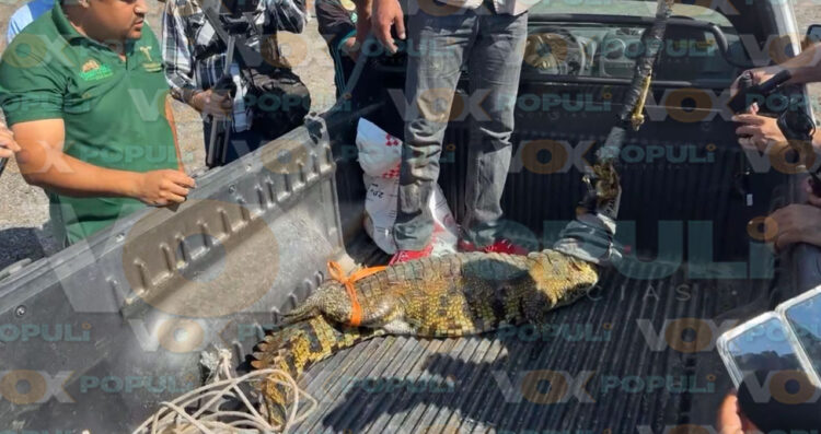 Hallan a cocodrilo en el Ejido El Olmo, en Tamaulipas autoridades fueron al lugar