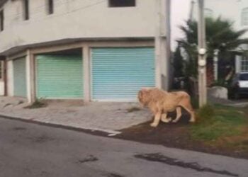 León es captado deambulando por las calles de Ocoyoacac, Edomex