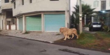 León es captado deambulando por las calles de Ocoyoacac, Edomex