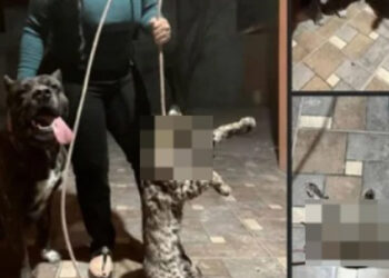 Mujer de Texas genera controversia tras publicar fotos con su perro y un gato montés muerto