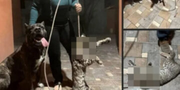 Mujer de Texas genera controversia tras publicar fotos con su perro y un gato montés muerto