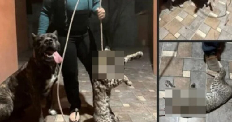 Mujer de Texas genera controversia tras publicar fotos con su perro y un gato montés muerto