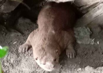 Preocupa en Tampico la adopción ilegal de nutrias por redes sociales