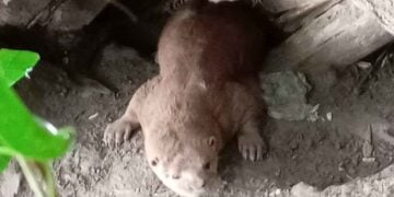 Preocupa en Tampico la adopción ilegal de nutrias por redes sociales
