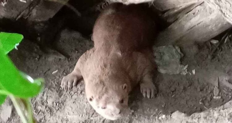 Preocupa en Tampico la adopción ilegal de nutrias por redes sociales