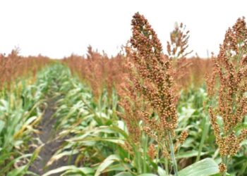 Productores de sorgo tamaulipecos se beneficiarán con la Ley de Biocombustibles