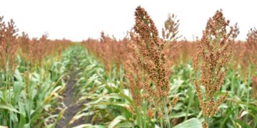 Productores de sorgo tamaulipecos se beneficiarán con la Ley de Biocombustibles