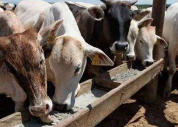 Restricciones exportación de ganado Matamoros
