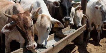 Restricciones exportación de ganado Matamoros