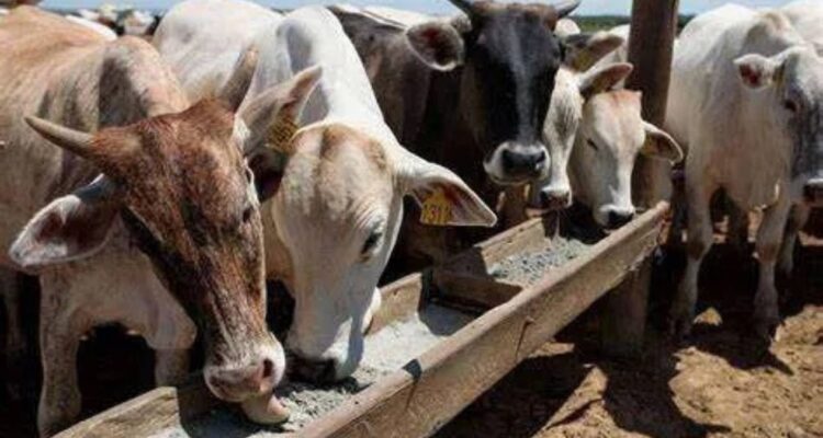 Restricciones exportación de ganado Matamoros