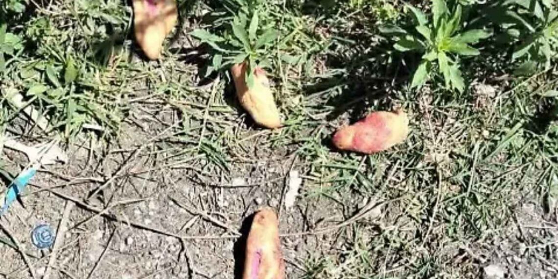 Chiapas tres niñas pan envenenado