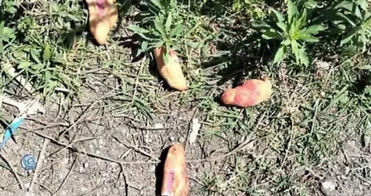 Chiapas tres niñas pan envenenado