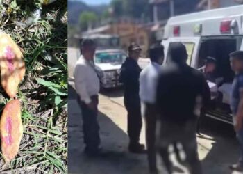 Tres niñas mueren tras ingerir pan envenenado en Chiapas Según reportes de los habitantes, las autoridades ejidales de la comunidad habrían ordenado esparcir este alimento con veneno para controlar la población de perros callejeros. Lo que no esperaban era que las menores, originarias de Chenalhó, comieran el pan. Los familiares de las niñas comenzaron a notar que las menores presentaban malestares durante la noche del 12 de febrero. Sin poder hacer nada por ayudarlas, las niñas fallecieron a la mañana siguiente. Niñas comen pan envenenado en Chiapas y mueren  El caso ha generado indignación en la comunidad, y los habitantes exigen un castigo ejemplar para la persona que arrojó los panes envenenados, así como para quienes autorizaron la acción. Familiares impiden necropsia por usos y costumbres Las tres niñas eran de origen tsotsil, y sus familiares, siguiendo las costumbres de su comunidad, impidieron que se realizara la necropsia de ley. Trasladaron los cuerpos de las menores de inmediato a un camposanto, donde se les dio sepultura. Mientras tanto, las autoridades locales han iniciado las investigaciones para localizar a los responsables de esta tragedia y determinar las posibles responsabilidades civiles y penales del caso.  Te puede interesar: Fiscalía de Nuevo León confirma que mujer que denunció robo de bebé en Escobedo, no estaba embarazada