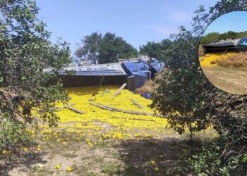 Vuelca camión cargado con naranjas en Padilla, Tamaulipas; hay un muerto y al menos 11 heridos