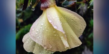 biodiversidad de la biósfera el cielo