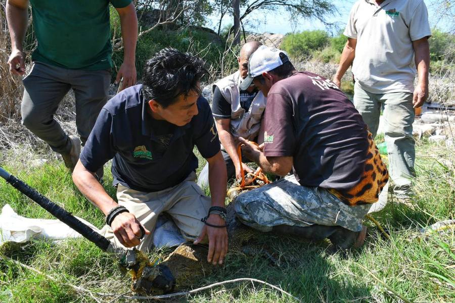 cocodrilo en ejido El Olmo