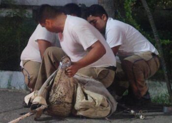 cocodrilos capturados en Tampico