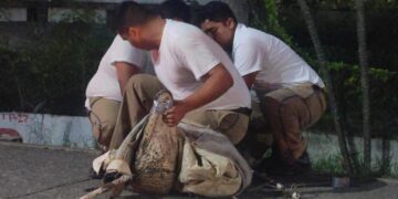 cocodrilos capturados en Tampico