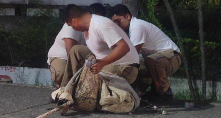 cocodrilos capturados en Tampico