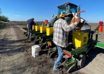 cultivo de sorgo en Tamaulipas