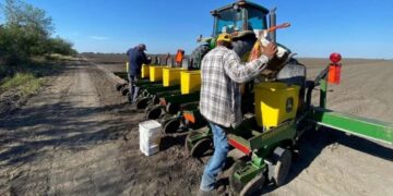 cultivo de sorgo en Tamaulipas