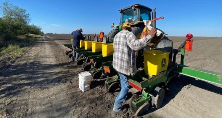 cultivo de sorgo en Tamaulipas