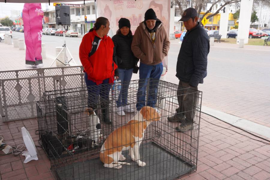 feria de adopciones de mascotas en nuevo laredo
