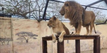 parque safari altamira