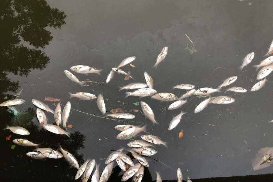 peces muertos en Tampico