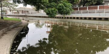 peces muertos en Tampico