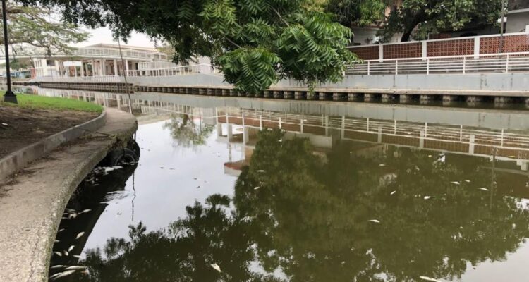 peces muertos en Tampico