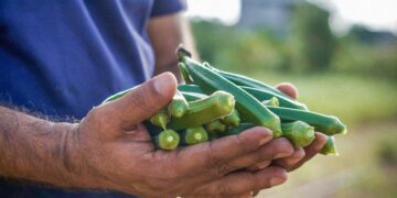 productores de okra en Matamoros
