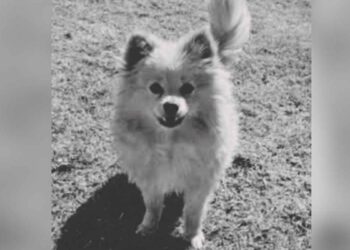 ¡Justicia para Rocket! Perrito robado es devuelto sin vida en un paquete en Totimehuacan, Puebla