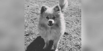 ¡Justicia para Rocket! Perrito robado es devuelto sin vida en un paquete en Totimehuacan, Puebla