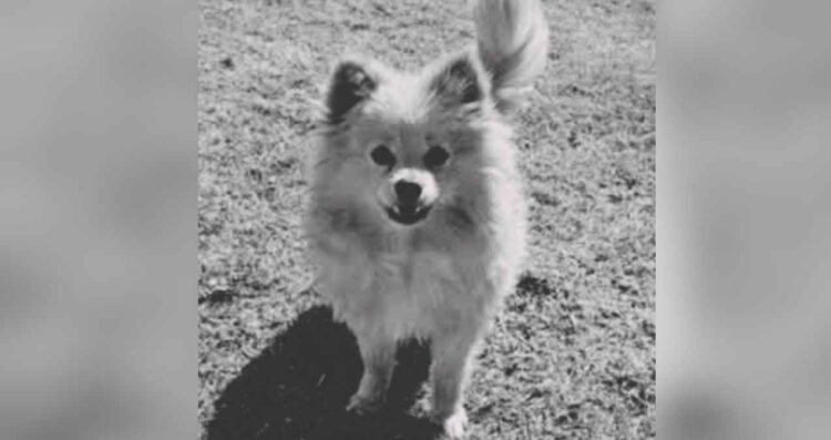 ¡Justicia para Rocket! Perrito robado es devuelto sin vida en un paquete en Totimehuacan, Puebla