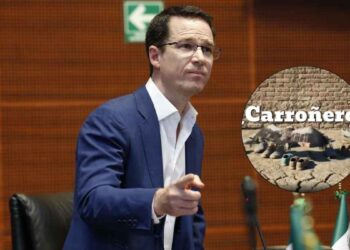 Anaya Noroña carroñeros