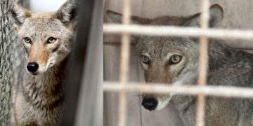 Coyote entra a un colegio privado en Monterrey y se queda atorado en una malla; Protección Civil lo rescata