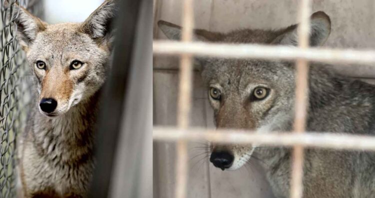 Coyote entra a un colegio privado en Monterrey y se queda atorado en una malla; Protección Civil lo rescata