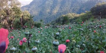 Destruye Ejército Mexicano 156 plantíos de amapola en 4 estados de México