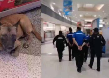 Arrestan a tres guardias por supuesto maltrato a perro en Juárez