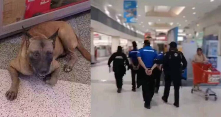 Arrestan a tres guardias por supuesto maltrato a perro en Juárez