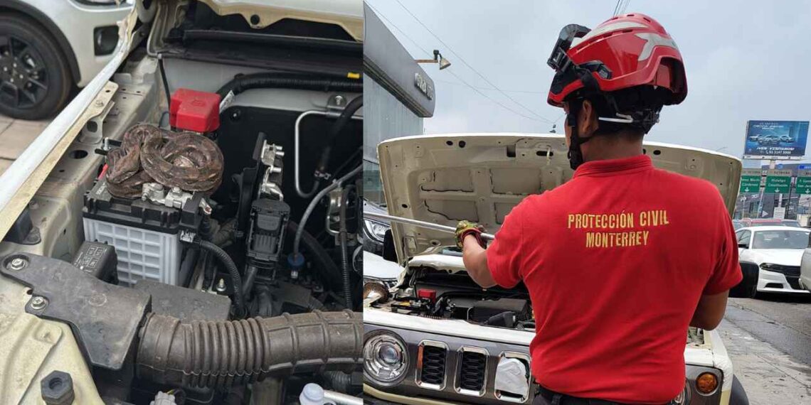Encuentran víbora dentro del motor de un vehículo en Monterrey, NL