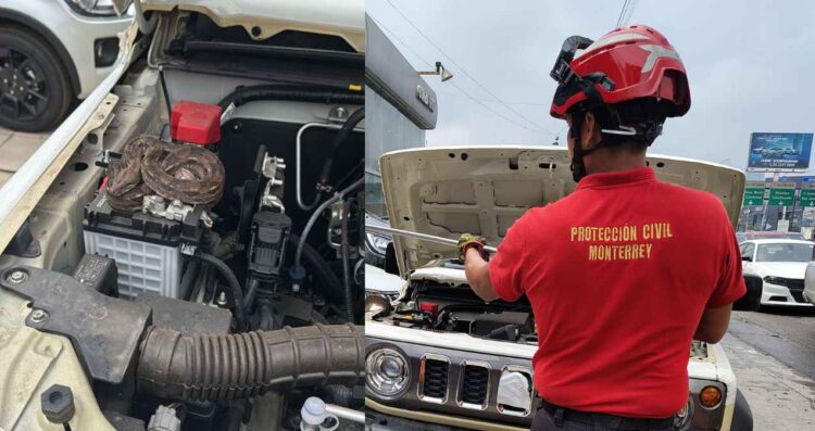 Encuentran víbora dentro del motor de un vehículo en Monterrey, NL