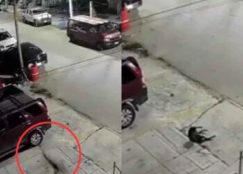 Cancún perro tercer piso