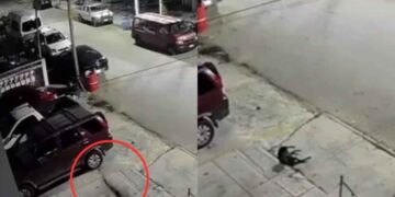 Cancún perro tercer piso