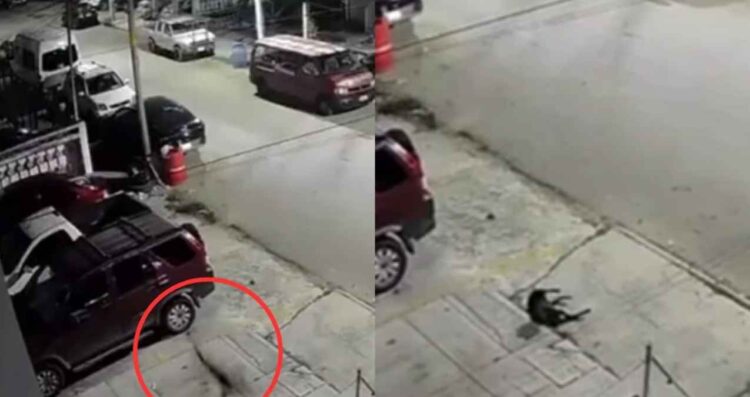 Cancún perro tercer piso
